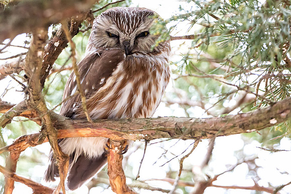 Northern Saw-whet Owl III