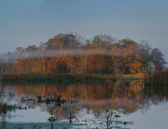 Morning at the Great Swamp