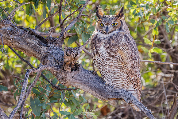 Great Horned Owl - Sierra Vista Az