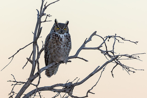 Great-horned Owl III