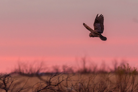 Great horned Owl in Flight
