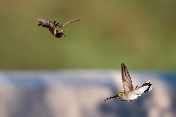 Hummingbird Wars iX