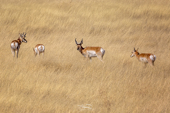Meandering Pronghorn