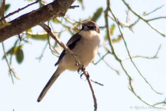 Loggerhead Shrike
