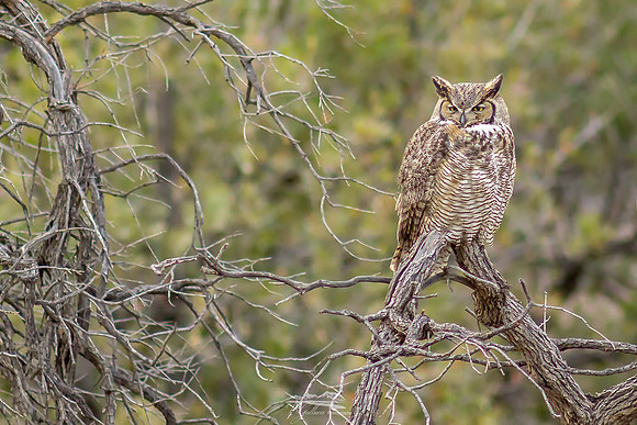 Great Horned Owl I