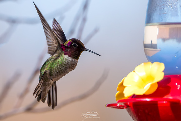 Anna's at the Feeder