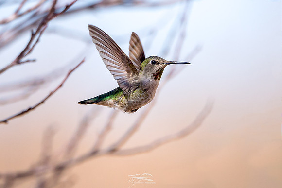 Female Anna's in Flight