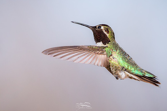 Fight of the Male Anna's Hummingbird