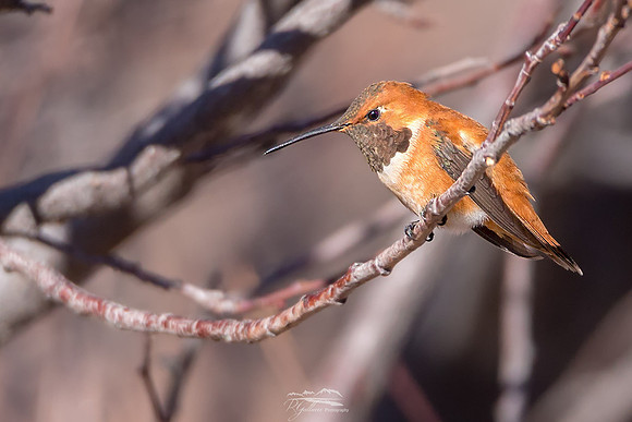 Rofous Hummingbird II