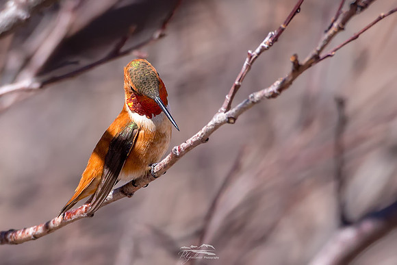 Rufous Hummingbird III