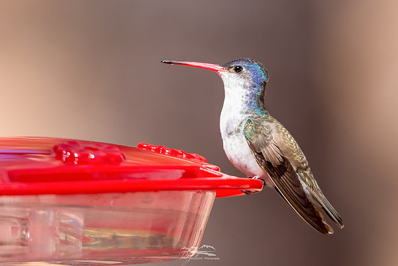 Violet Crowned Hummingbird
