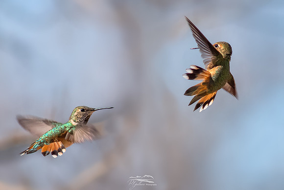 Rufous War