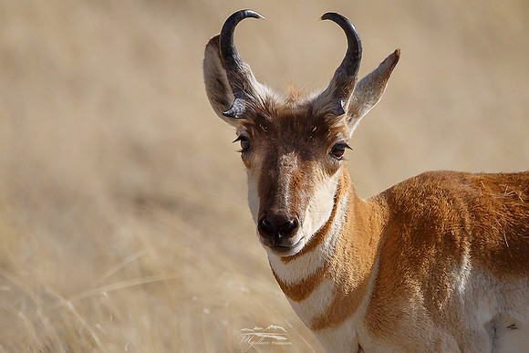 Sonoran Pronghorn IV