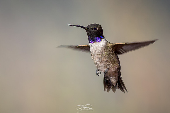Black-chinnedvHummingbird
