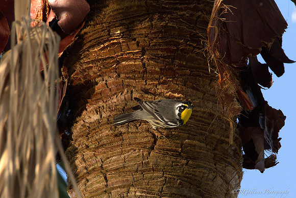 Yellow-throated Warbler