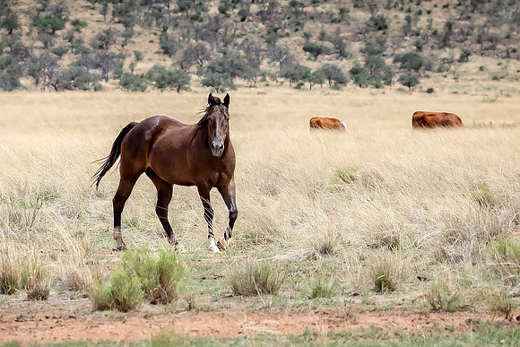 Guardian of the Range