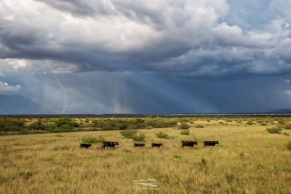 The Cow Pasture