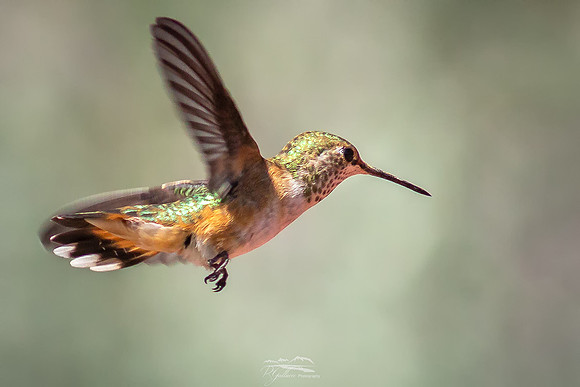 Broad-tailed Hummingbird