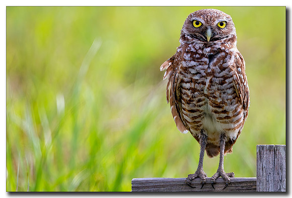 Burrowing Owl
