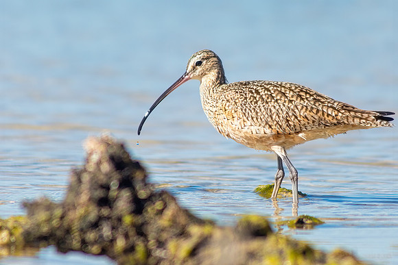 Long-billed Curlew