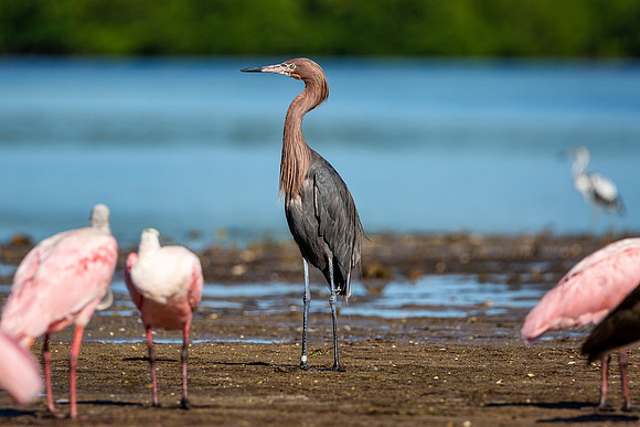 Reddish Egret