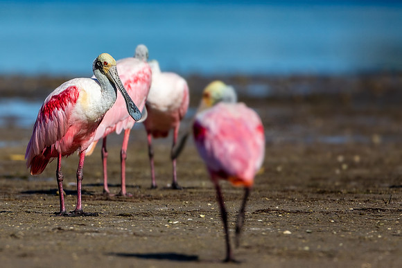 Roseate Spoonbill