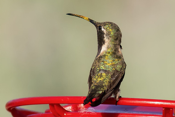 Lucifer Hummingbird