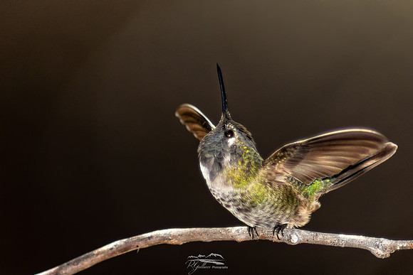 Hummingbird