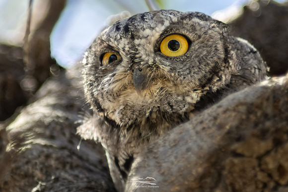 Western Screech Owl II