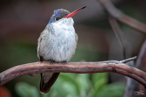 Violet-crowned Humminbird V