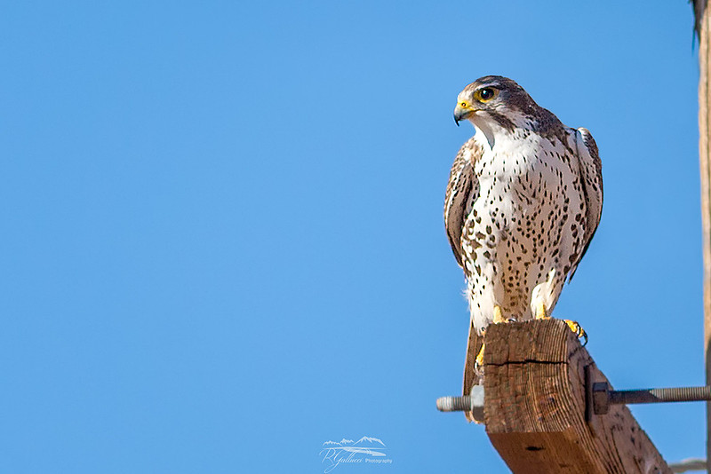 RGallucci Photography | Birds of Arizona | Praire Falcon