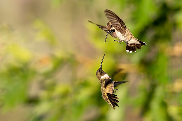 Hummingbird Wars I