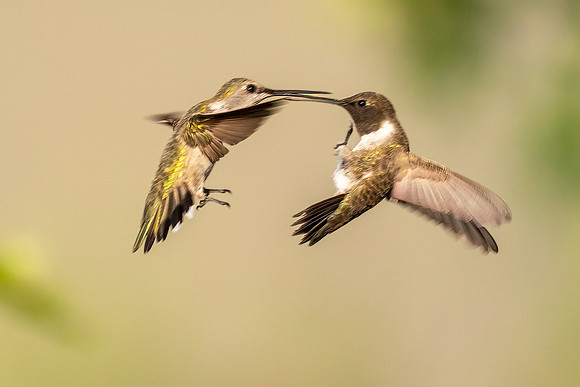 Hummingbird Wars II