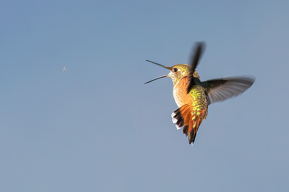 Mid-air Snack