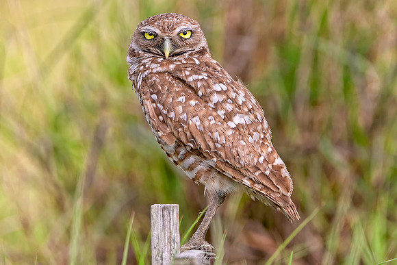 Burrowing Owl III