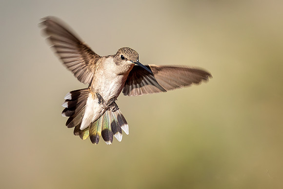 Black-chinned Hummingbird 919