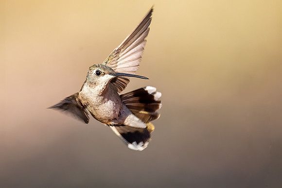 Black-chinned Hummingbird 919 II