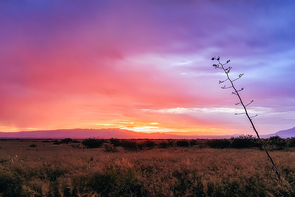 Purplse September Sunrise