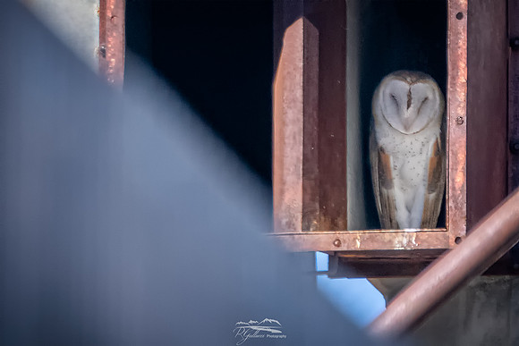 Abstract Owl