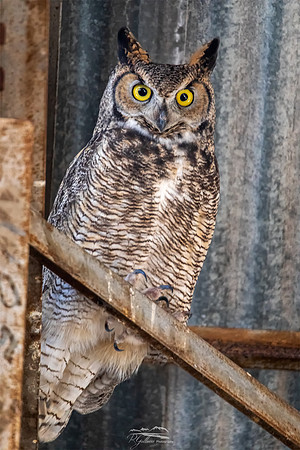 Great Horned Owl in a Barn
