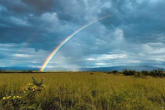 Rainbow and Cactus
