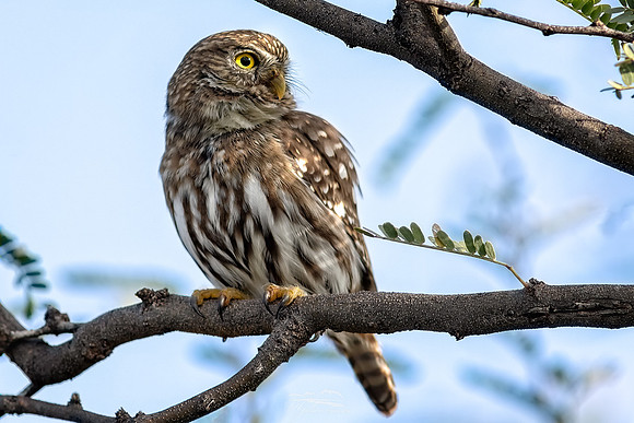 Ferruginous Pygmy Owl