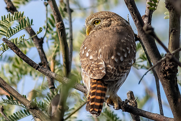 Ferruginous Pygmy Owl II