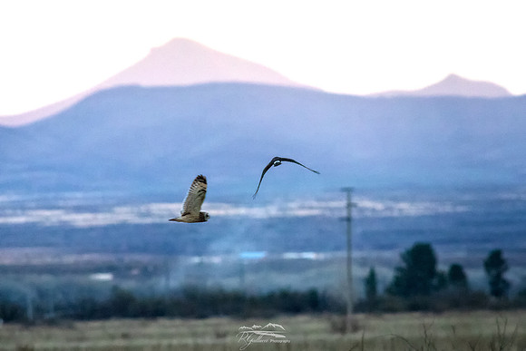 Short-eared Owl