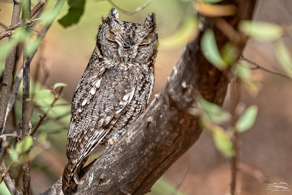 Whiskered Screech Owl II