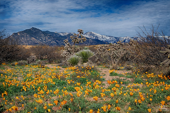 Southern Arizona Wildflowers
