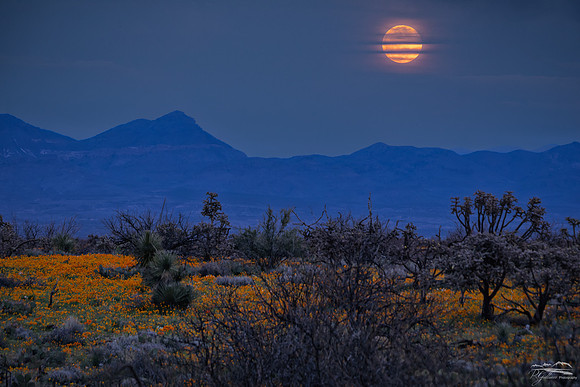 Supermoon over Wildflowers