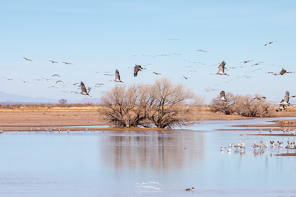 Return of the Sandhill Cranes