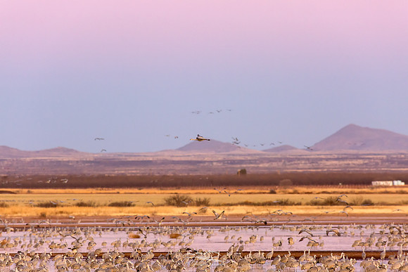 Sandhill Cranes III