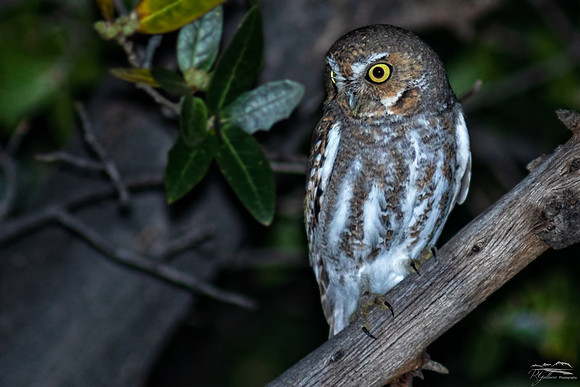 Elf Owl